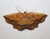 Epione repandaria
